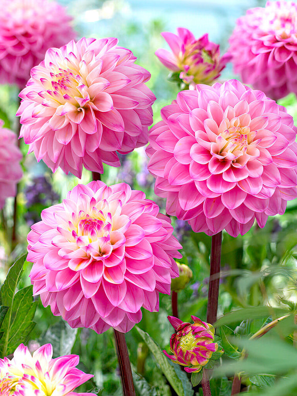 Dahlia ‘Princess Laetitia’ in soft pastel display