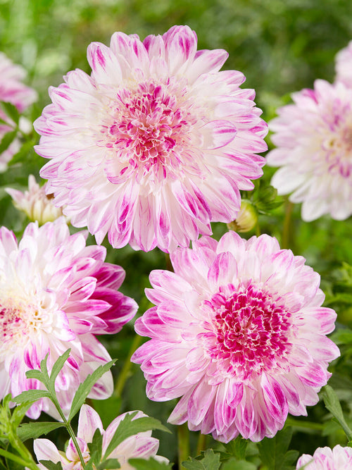 Soft mauve anemone dahlia in summer garden