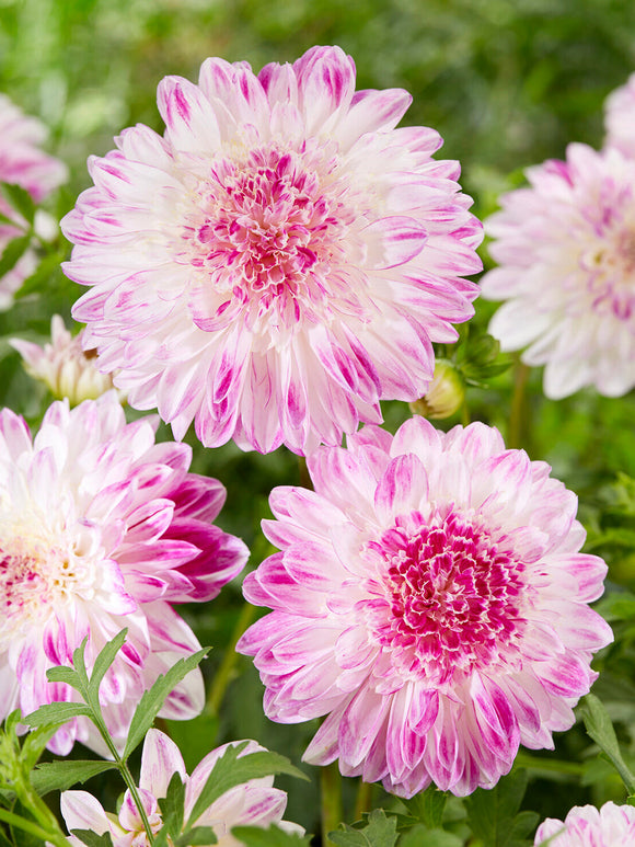 Soft mauve anemone dahlia in summer garden