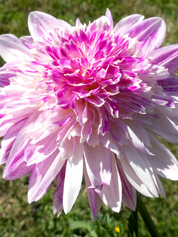 Creamy white and pink Que Sera bloom