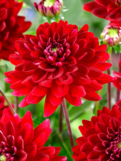 Dahlia Red Runner tubers