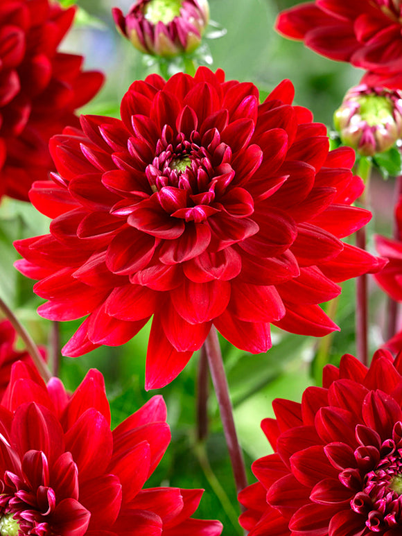 Dahlia Red Runner tubers