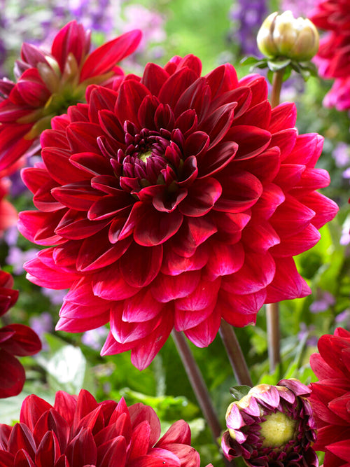Dahlia Red Runner EU shipping in the spring