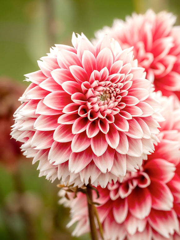 Red and white fringed Fubuki dahlia bloom