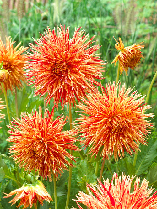Fiery streaked yellow red dahlia flower