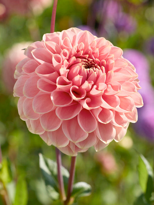 Peach decorative dahlia Romance in bloom