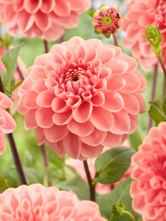 Soft salmon pink Romance dahlia flower