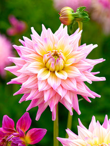 Dahlia Romantique