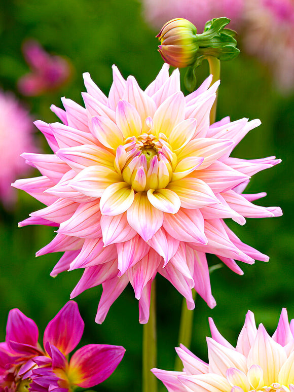 Dahlia ‘Romantique’ soft pink and cream bloom