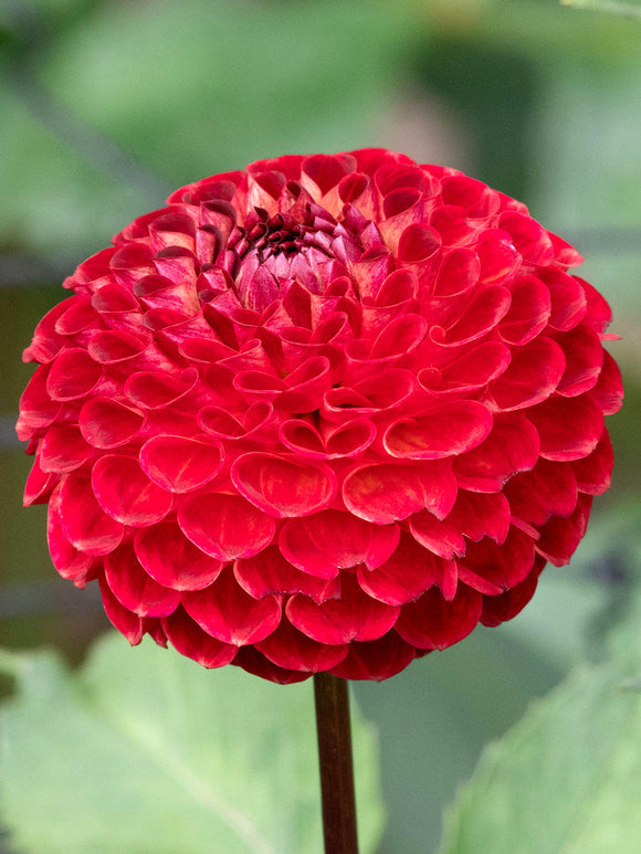 Close-up garnet red pompon dahlia flower