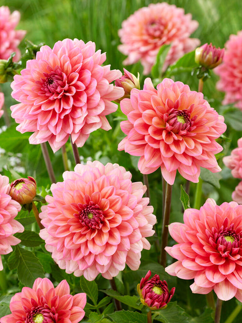Dahlia Salmon Runner EU delivery in the spring
