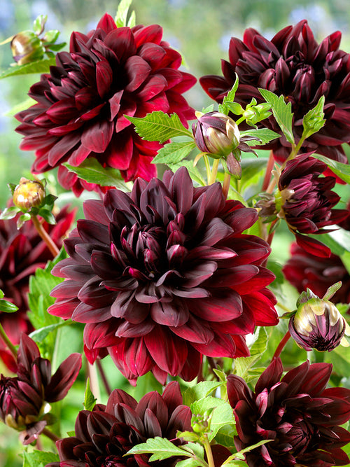 Dahlia Sam Hopkins Tubers from Holland
