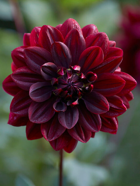 Buy Dahlia Sam Hopkins Tubers for spring planting