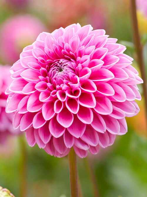 Dahlia Sandra tubers