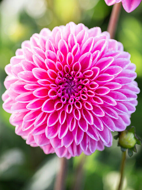 Buy Dahlia Sandra from Holland