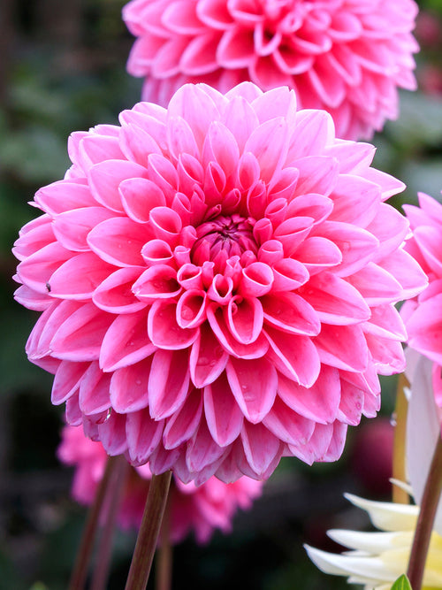 Dahlia Sandra tubers