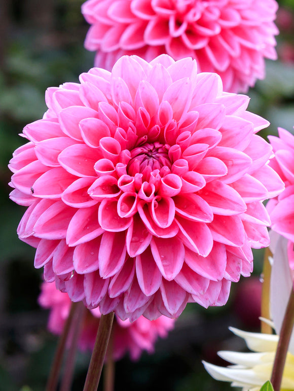 Dahlia Sandra tubers