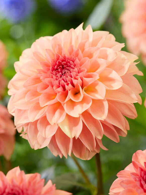 Dahlia Sebastian tubers