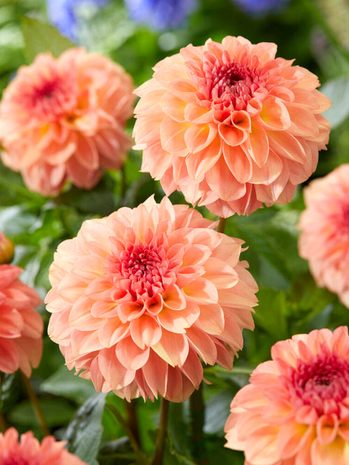 Dahlia Sebastian Tubers from Holland
