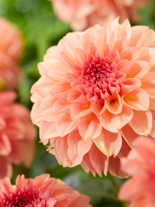 Buy Dahlia Sebastian Tubers for EU shipping in the spring