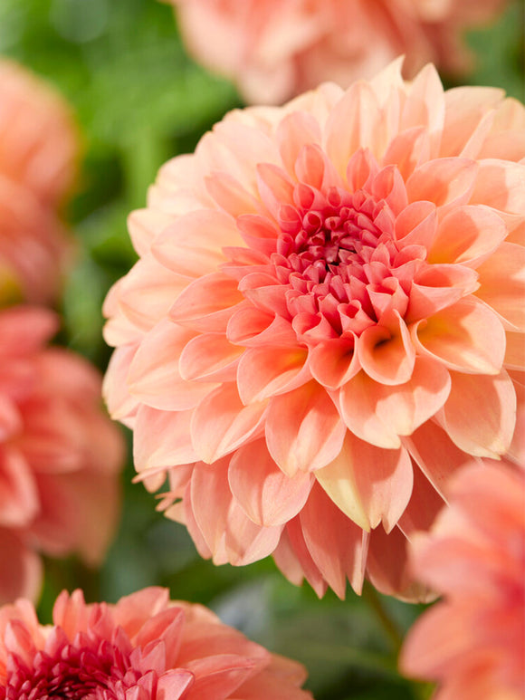 Buy Dahlia Sebastian Tubers for EU shipping in the spring