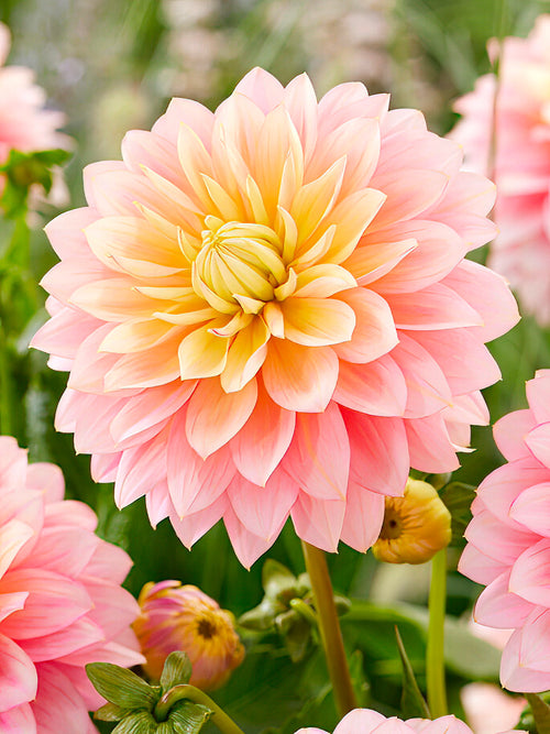 Large peach-pink Dahlia ‘Sheer Heaven’ flower head
