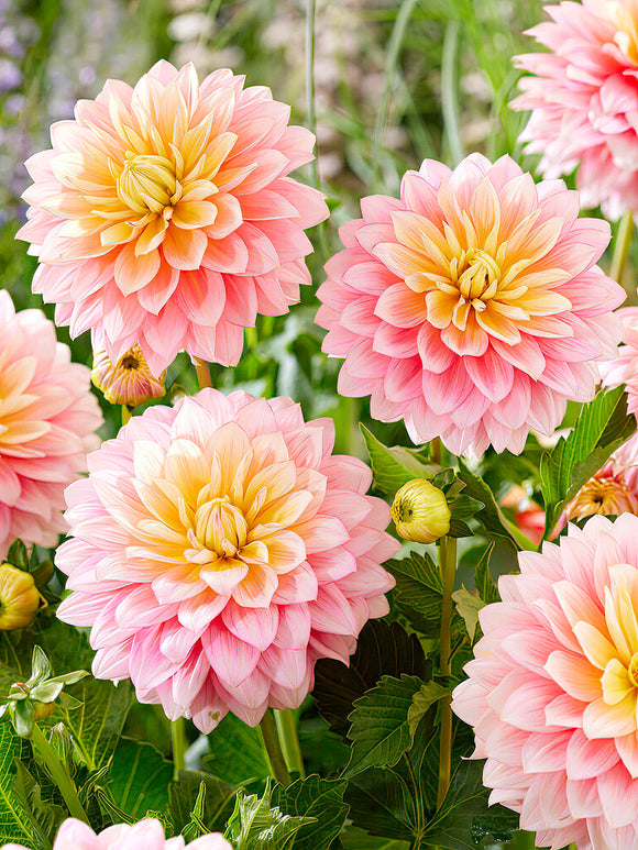Dahlia Sheer Heaven - EU spring delivery