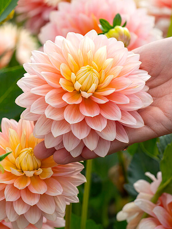 Soft peach Dahlia ‘Sheer Heaven’