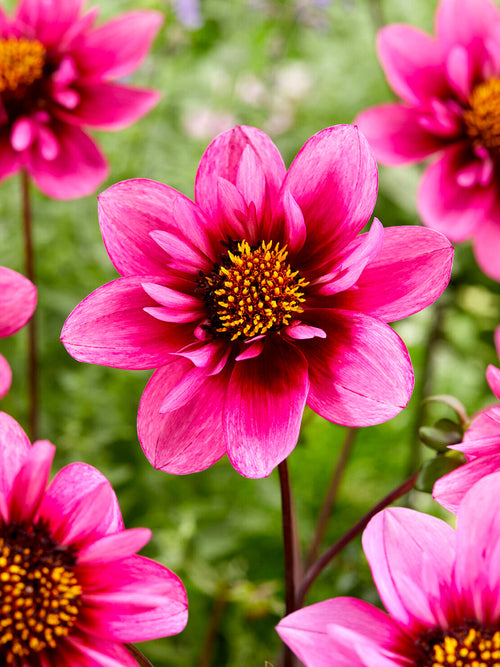Collarette dahlia Skyfall in lilac pink tones