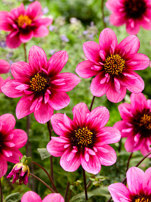 Skyfall dahlia blooming in summer border