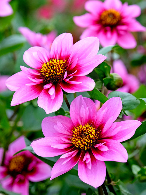 Compact Skyfall dahlia plant in garden
