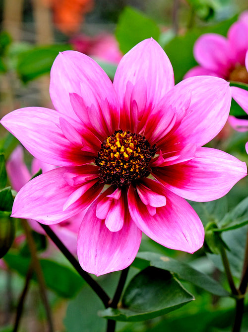 Pink raspberry collarette dahlia close-up