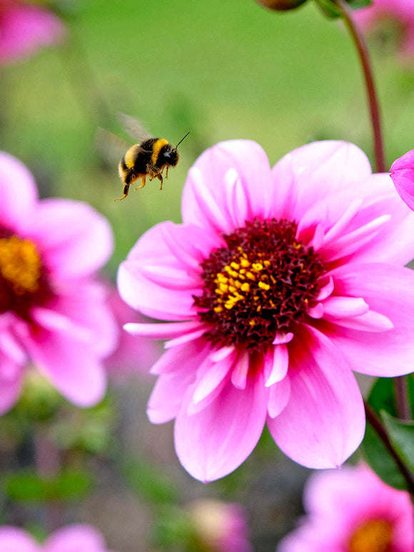 Pollinator-friendly collarette dahlia flowers