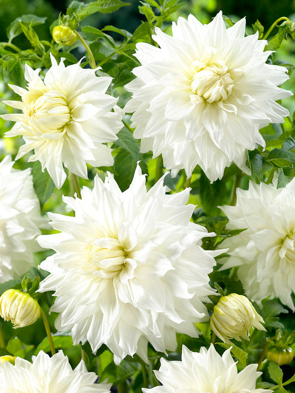 Dahlia Snowbound from Holland