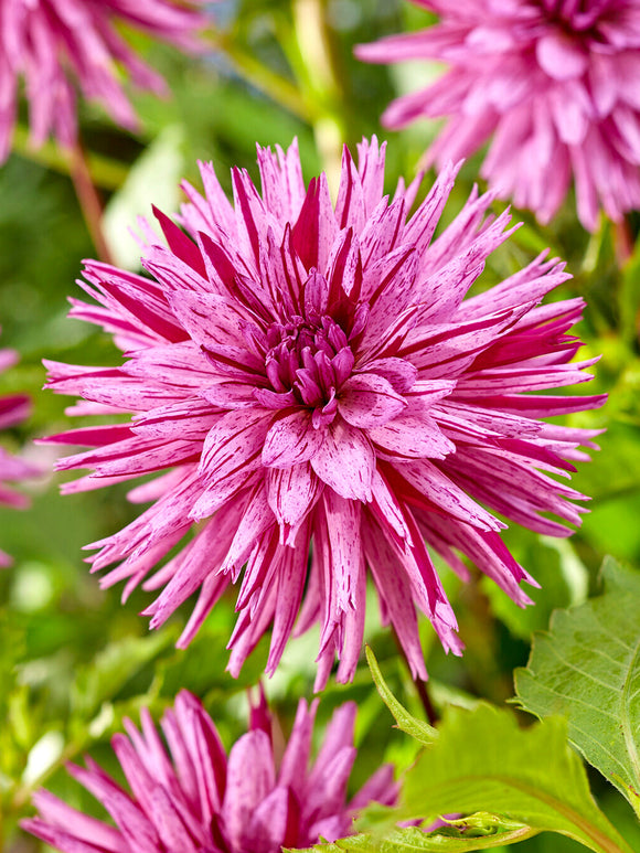 Cactus dahlia Striped Ambition with purple streaks