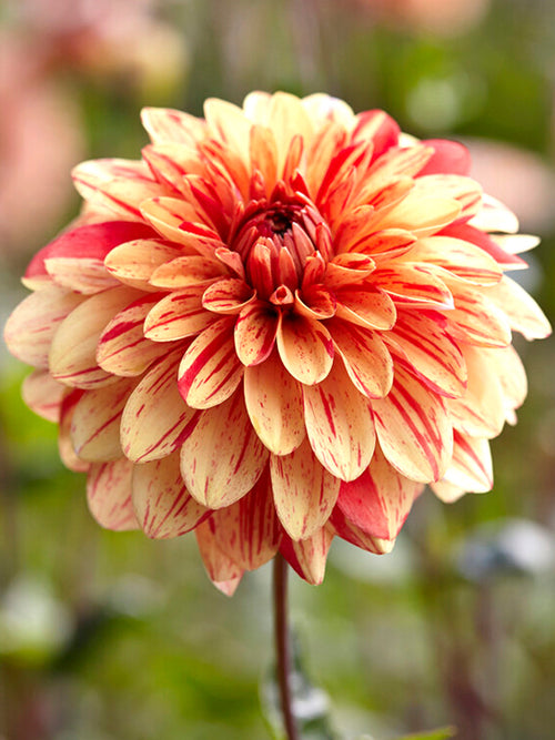 Dahlia Striped Nagano | DutchGrown™