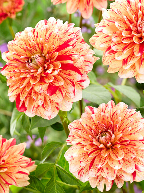 Waterlily Dahlia Striped Nagano