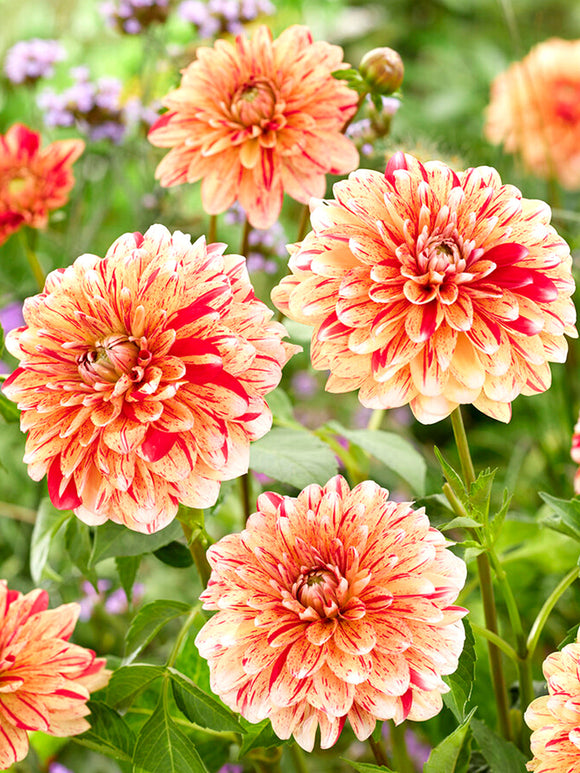 Dahlia Striped Nagano Tubers from Holland
