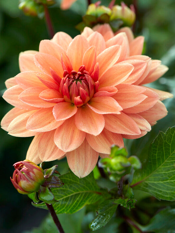 Decorative Dahlia Summer Flame