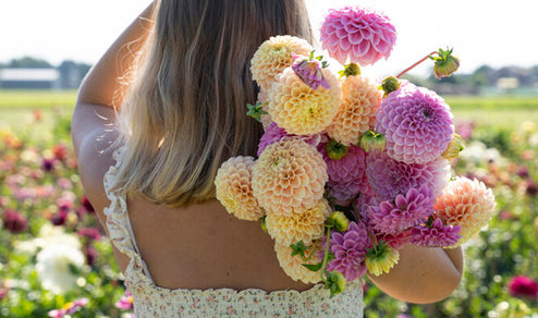 Dahlia Sweet Fabienne Tubers for spring planting