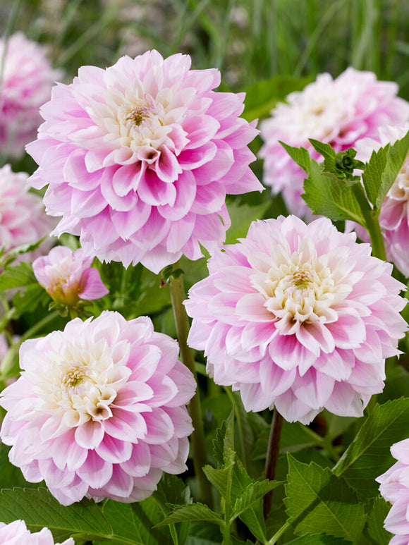 Dahlia Sweet Love Tubers for spring planting