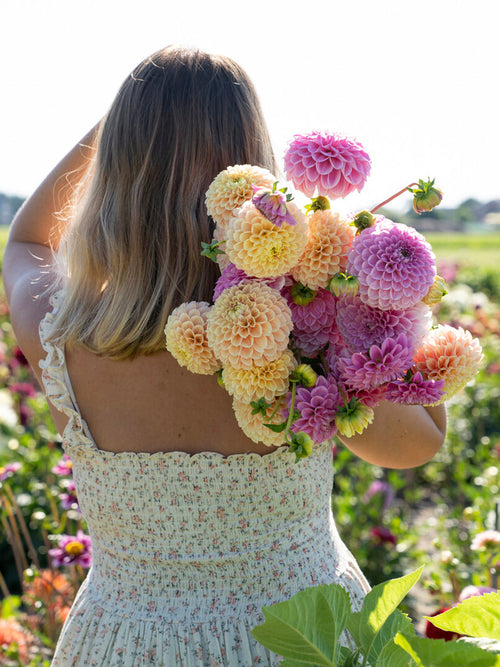 Cutting garden with peach-toned ball dahlias