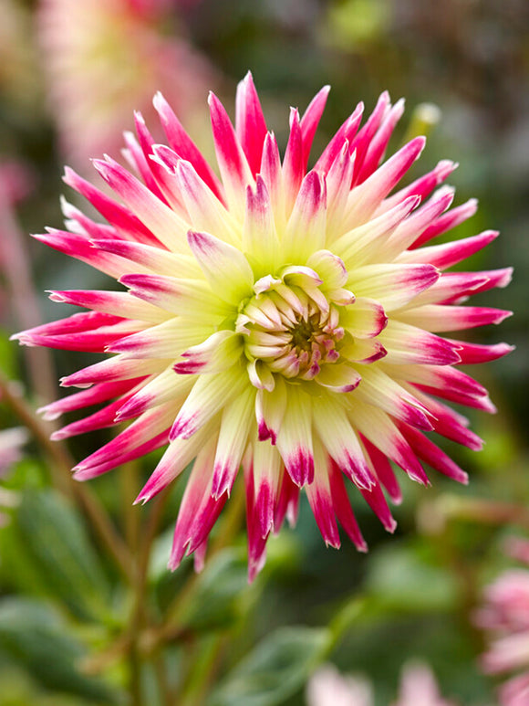 Dahlia Tahiti Sunrise Tubers from Holland