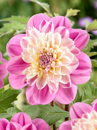 The DutchGrown Blog Anemone Dahlia Take Off Tubers