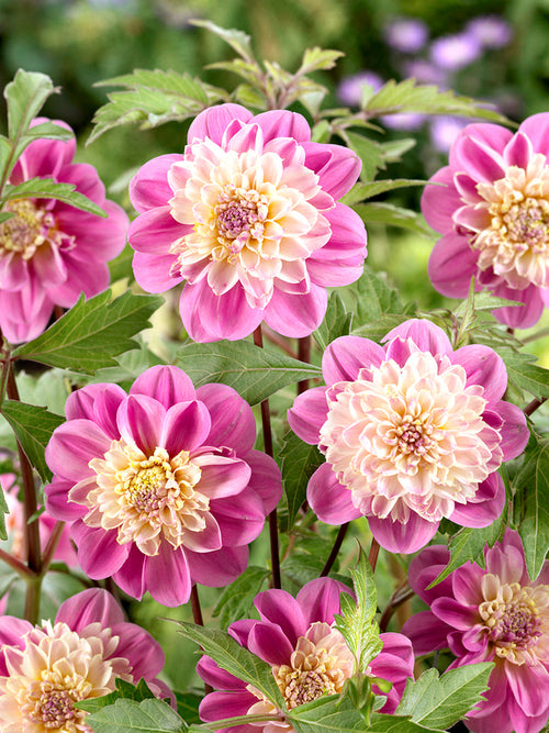 Dahlia Take Off from Holland