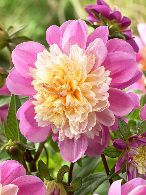 Buy Dahlia Take Off Tubers for spring planting