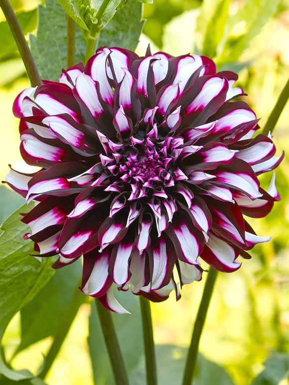 Dinnerplate Dahlia Tartan
