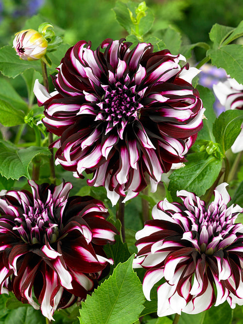 Dahlia Tartan tubers from Holland