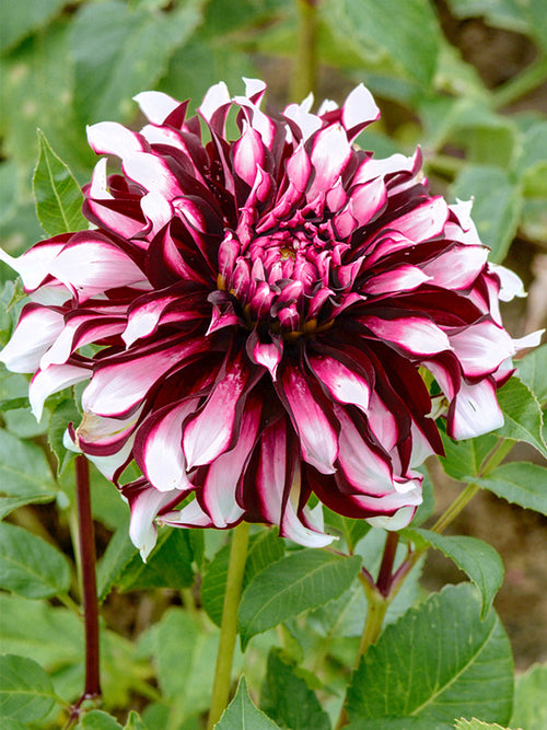 Buy Dahlia Tartan Tubers EU delivery