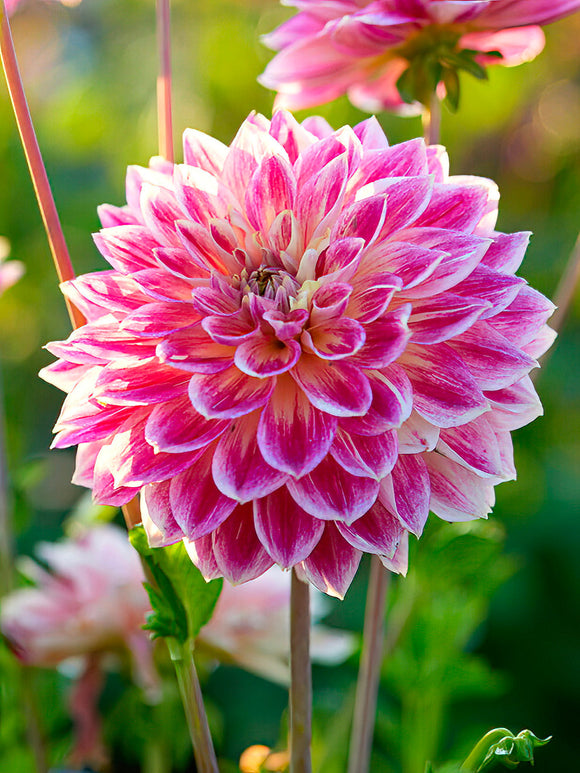 Dahlia ‘Temple of Beauty’ rose-pink bloom with creamy edge